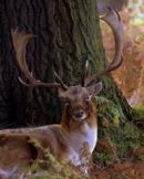 Fallow_Deer_Stag